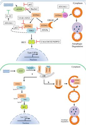 Frontiers Crosstalk Between Autophagy And The CGASSTING Signaling